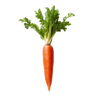 carrot